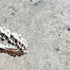 caviar ring